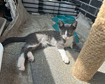 Кошки в Москве: Котенок мальчик голубого окраса в поисках своей семьи! Мальчик, Бесплатно - фото 2
