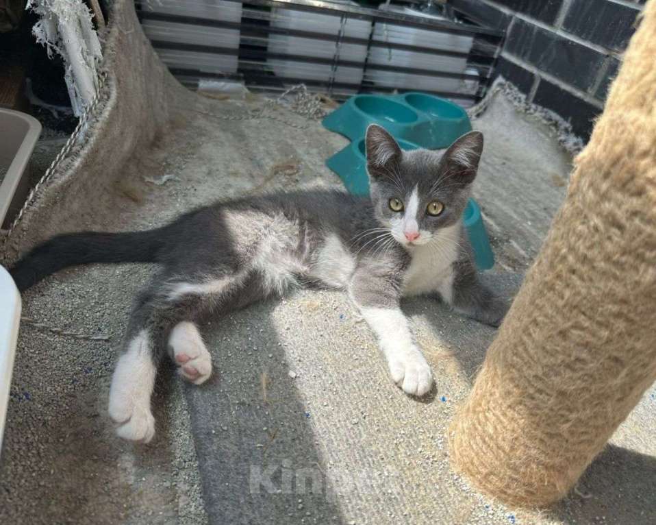 Кошки в Москве: Котенок мальчик голубого окраса в поисках своей семьи! Мальчик, Бесплатно - фото 2