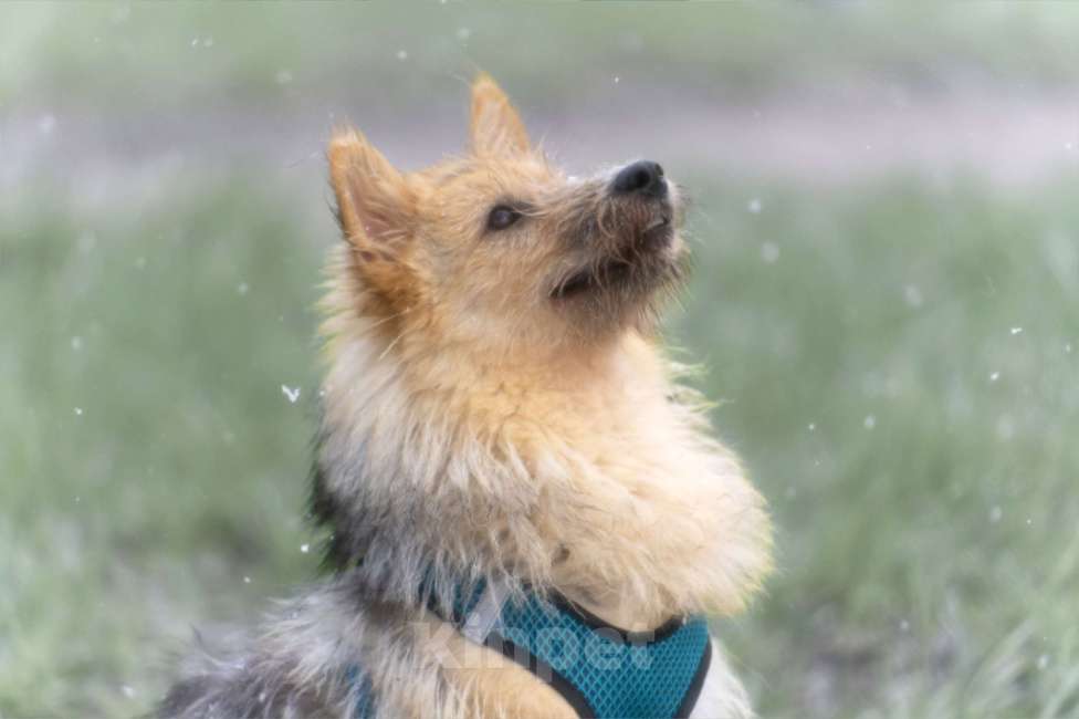 Собаки в Санкт-Петербурге: Классная Кнопка в добрые руки Девочка, Бесплатно - фото 3