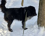 Собаки в Видном: Руфус, 2 года Мальчик, Бесплатно - фото 5