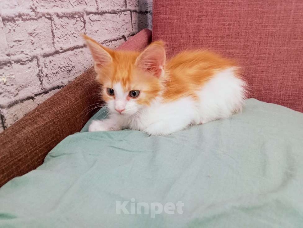 Кошки в Ижевске: Мейн кун Мальчик, 10 000 руб. - фото 3