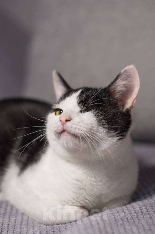 Кошки в Балашихе: Каспер, одноглазый котенок Мальчик, Бесплатно - фото 8