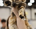 Кошки в Санкт-Петербурге: Котёнок кошечка Мейн-куна  Девочка, 20 000 руб. - фото 1