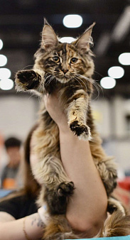 Объявление: Котёнок кошечка Мейн-куна , 20 000 руб., Санкт-Петербург