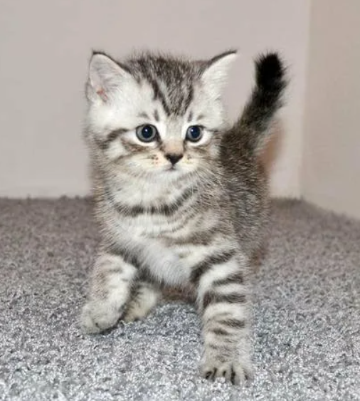 Кошки в Сыктывкаре:  🔻Продам шотландских котят вислоухие и прямоухие💕🐈  Мальчик, Бесплатно - фото 3