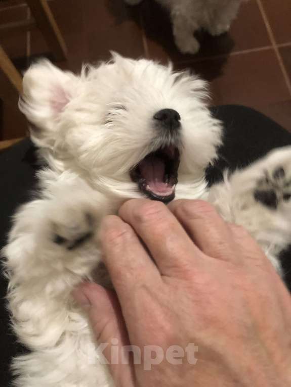 Собаки в Москве: Кудряшка Девочка, 60 000 руб. - фото 3