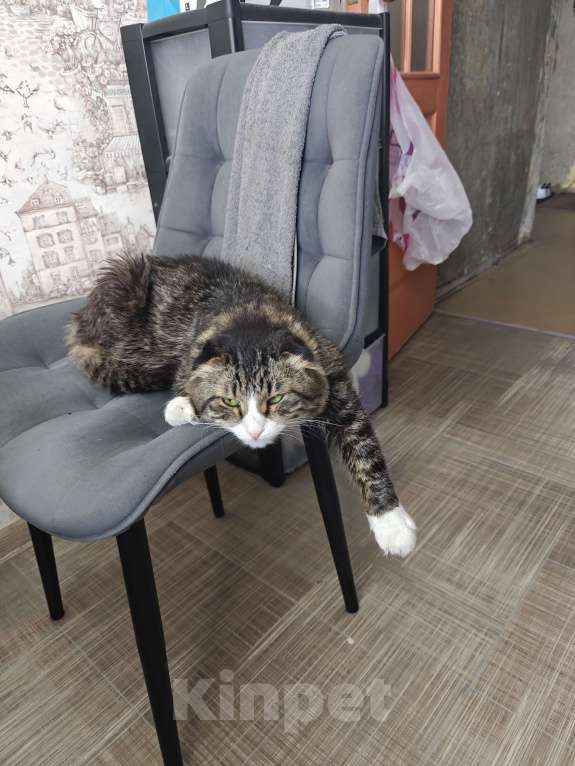 Кошки в Москве: В добрые руки Мальчик, Бесплатно - фото 5