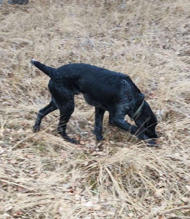 Собаки в Чебаркуле: Щенок породы Дратхаар, с документами Мальчик, 45 000 руб. - фото 3