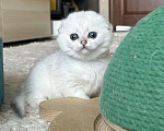 Кошки в Москве: Серебристая шиншилла Девочка, 35 000 руб. - фото 3