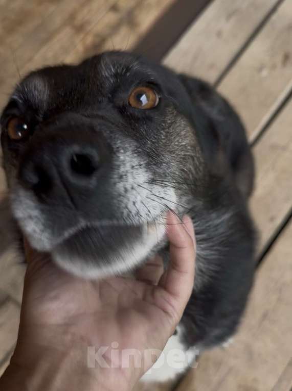 Собаки в Москве: Добрейший Марвин ищет дом Мальчик, Бесплатно - фото 3