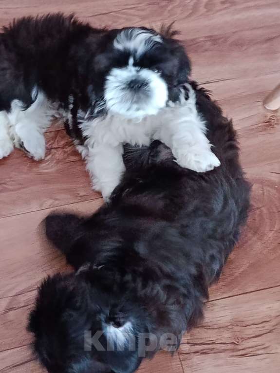 Собаки в Тюмени: Щенки ши-тцу Мальчик, 45 000 руб. - фото 8