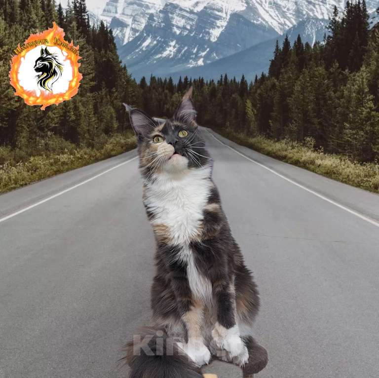 Кошки в Щелково: Лучшие мейн-куны  Девочка, 50 000 руб. - фото 2