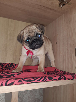 Мопса щенок девочка 3 месяца