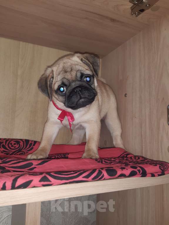 Собаки в Новосибирске: Мопса щенок девочка 3 месяца Девочка, 42 000 руб. - фото 1