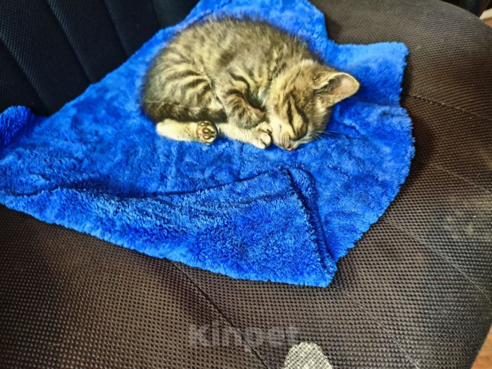 Кошки в Москве: Котенок серенький Мальчик, Бесплатно - фото 4