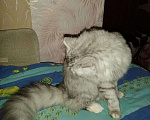 Кошки в Кинешме: Вязка, 1 000 руб. - фото 3