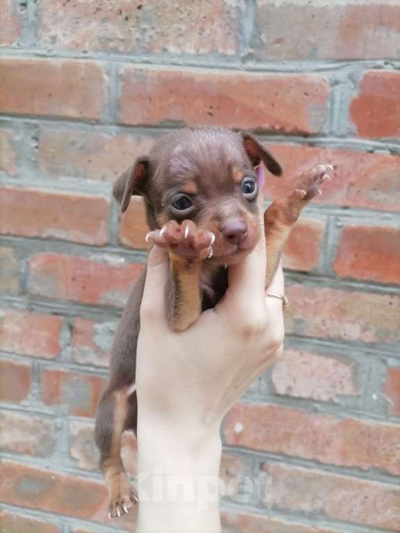 Собаки в Новочеркасске: Русский Той-терьер  Девочка, 10 000 руб. - фото 4