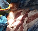 Кошки в Краснодаре: Котёнок в добрые руки Девочка, Бесплатно - фото 3