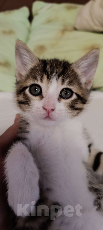 Кошки в Химках: Котёнок  Мальчик, 1 500 руб. - фото 1