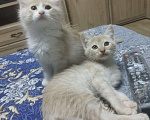 Кошки в Севастополе: Ищу заботливого хозяина котику Мальчик, Бесплатно - фото 6