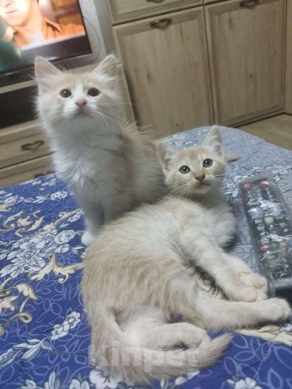 Кошки в Севастополе: Ищу заботливого хозяина котику Мальчик, Бесплатно - фото 6