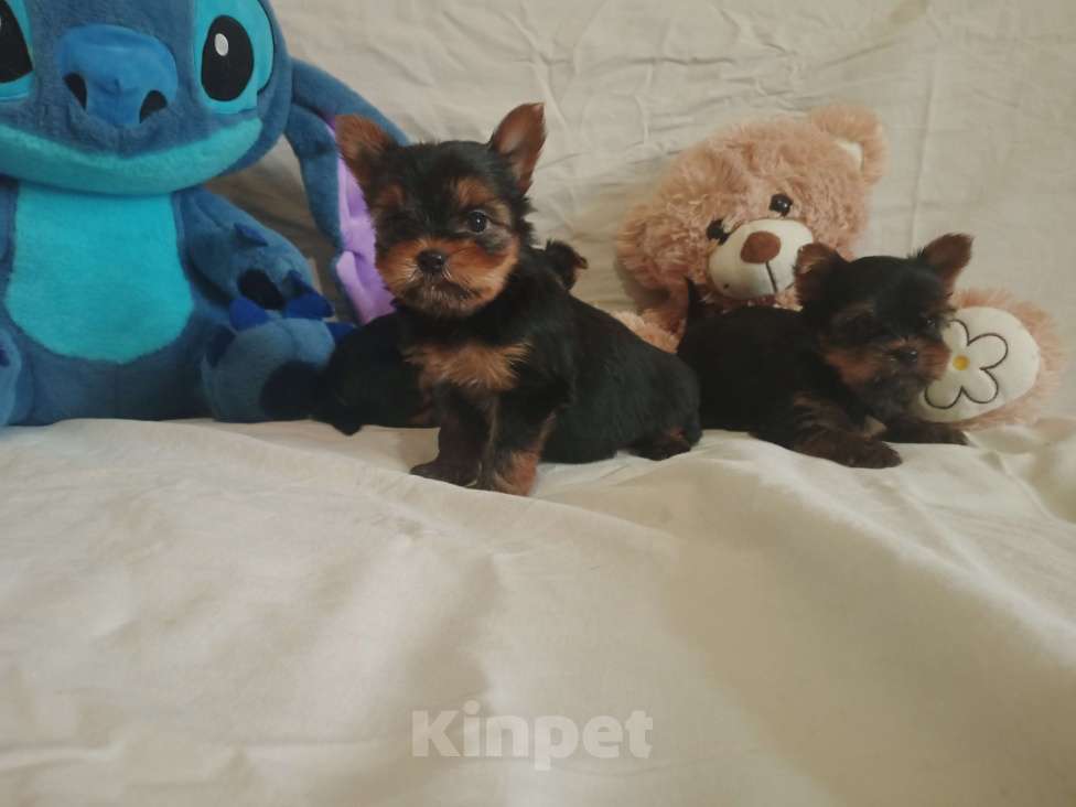 Собаки в Челябинске: Щенки йоркшеркого терьера Девочка, 25 000 руб. - фото 8