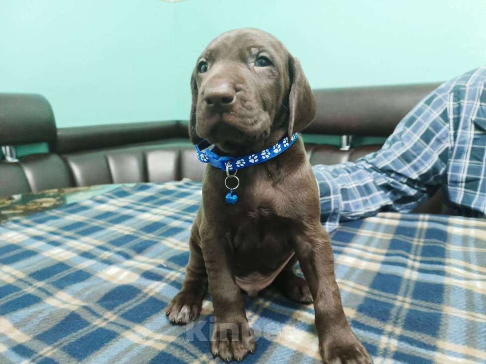 Собаки в Кореновске: Щенки породы курцхаар IZ DIZERLAND Девочка, 95 000 руб. - фото 4