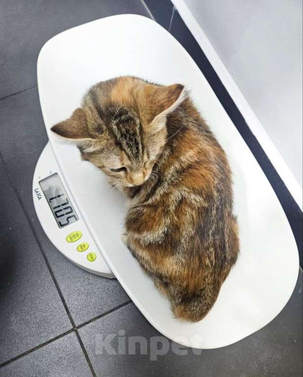 Кошки в Москве: Котенок Гурами ищет дом! Девочка, Бесплатно - фото 1