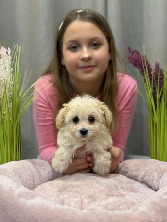 Собаки в Москве: Мальтипу девочка 2 Девочка, 180 000 руб. - фото 3