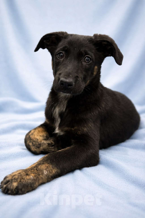 Собаки в Москве: Щенок мальчик Элвис ищет дом Мальчик, Бесплатно - фото 8
