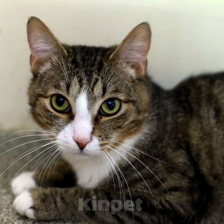 Кошки в Москве: Василёк мечтает стать домашним Мальчик, Бесплатно - фото 3