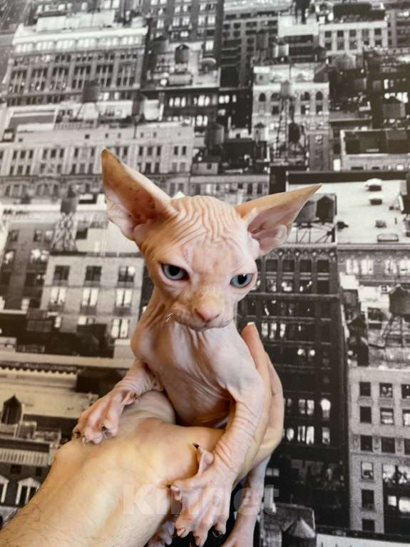 Кошки в Москве: Котенок канадского сфинкса в современном типе Мальчик, 35 000 руб. - фото 1
