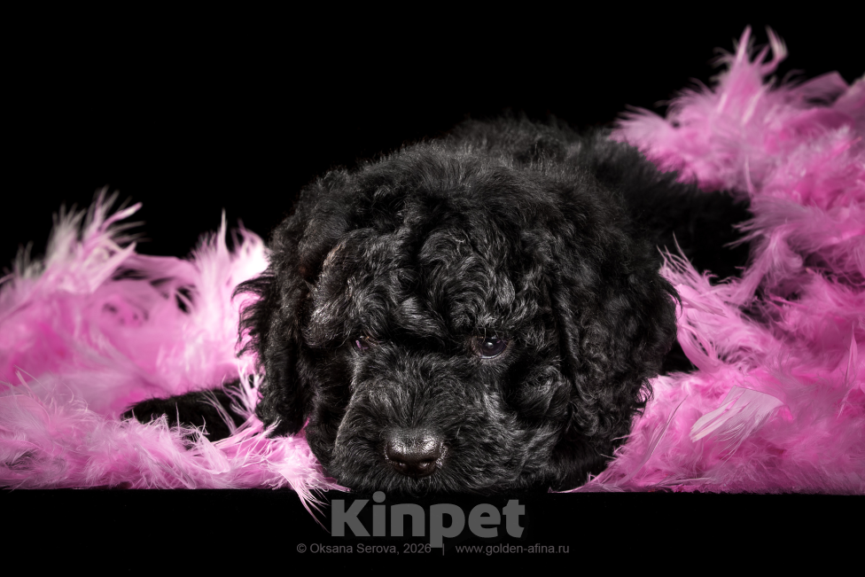 Собаки в других городах Ярославской области: Щенки испанской водяной собаки! Разнополые, 200 000 руб. - фото 6