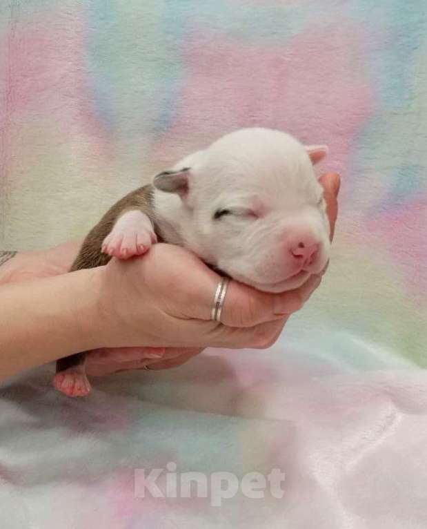 Собаки в Москве: Нежный малыш амстаффа  Мальчик, 80 000 руб. - фото 2