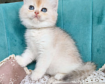 Кошки в Воронеже: Серебристая шиншилла Девочка, 35 000 руб. - фото 2