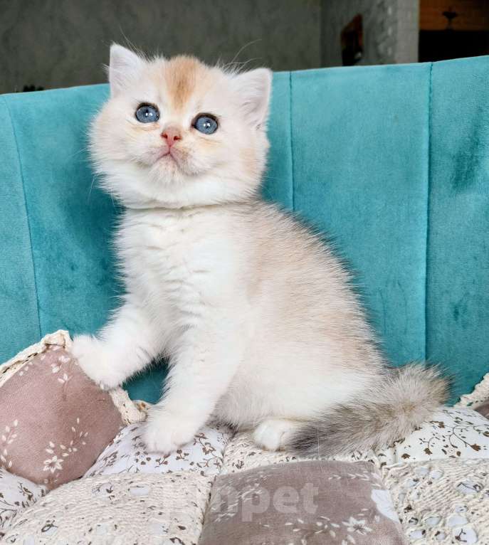 Кошки в Воронеже: Серебристая шиншилла Девочка, 35 000 руб. - фото 2