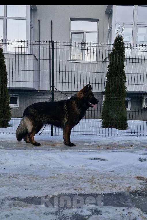 Собаки в Воронеже: Редчайший окрас немецкой овчарки длинношерстной Девочка, 100 000 руб. - фото 2