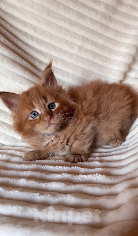 Кошки в Ярославле: Котенок породы Мейн Кун Девочка, Бесплатно - фото 2