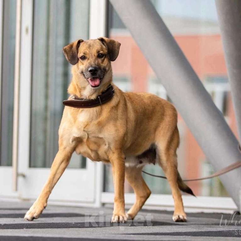 Собаки в Москве: Ева Девочка, Бесплатно - фото 2