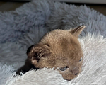 Кошки в других городах Калининградской области: Котенок Бурма Девочка, 80 000 руб. - фото 2