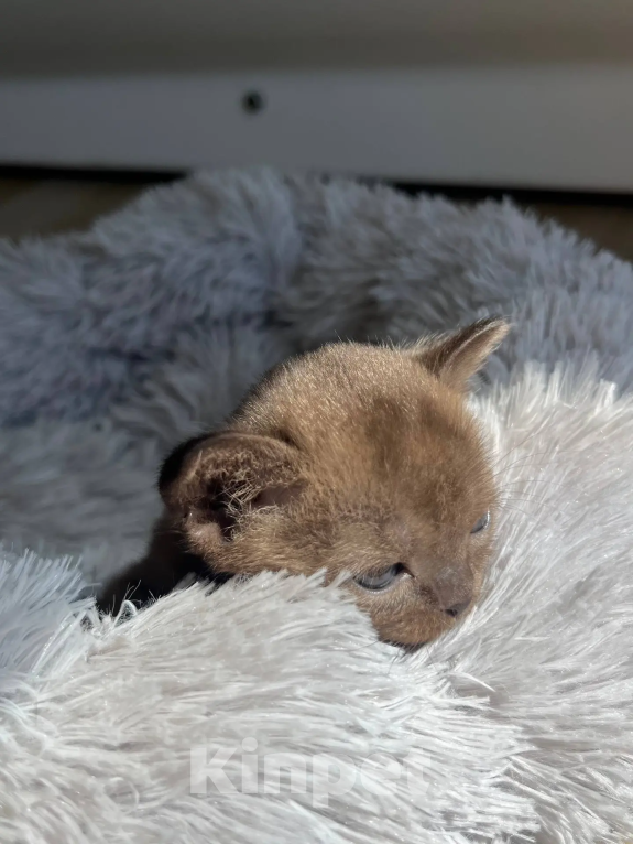 Кошки в других городах Калининградской области: Котенок Бурма Девочка, 80 000 руб. - фото 2