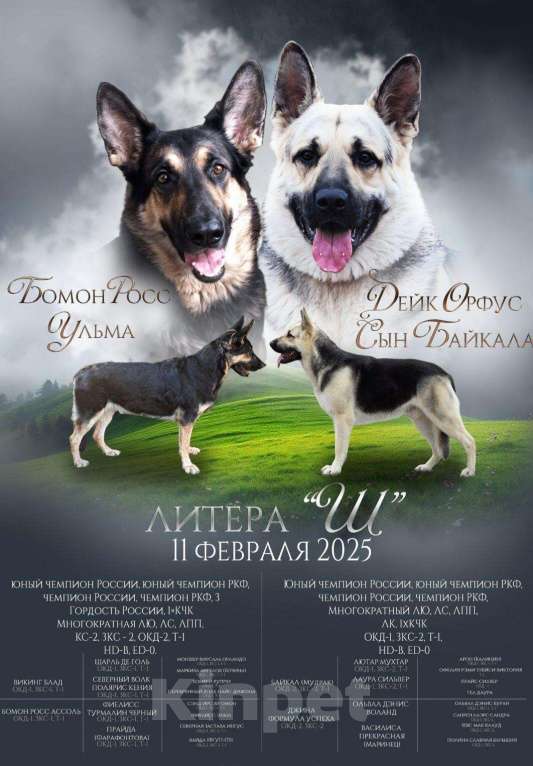 Собаки в Волжском: Щенок ВЕО Девочка, 35 000 руб. - фото 7