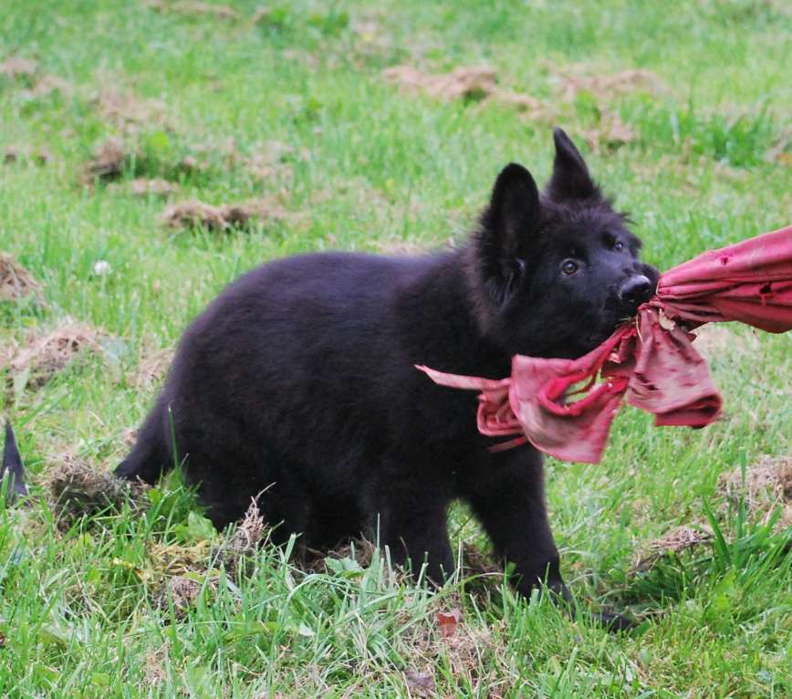 Собаки в Сергиеве Посаде: Немецкая Овчарка длинношерстна  Девочка, 80 000 руб. - фото 3