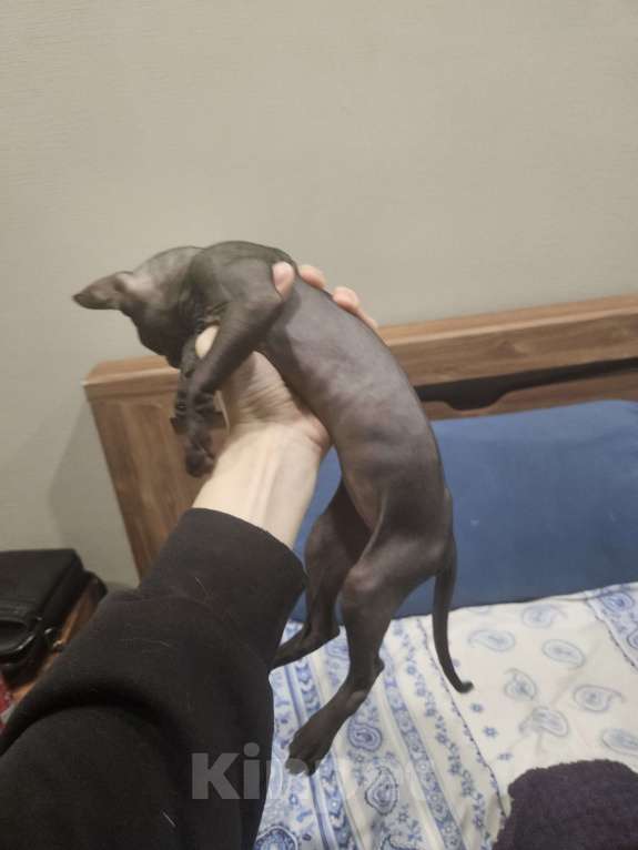 Кошки в Новороссийске: Канадский сфинкс котенок Девочка, 6 000 руб. - фото 1