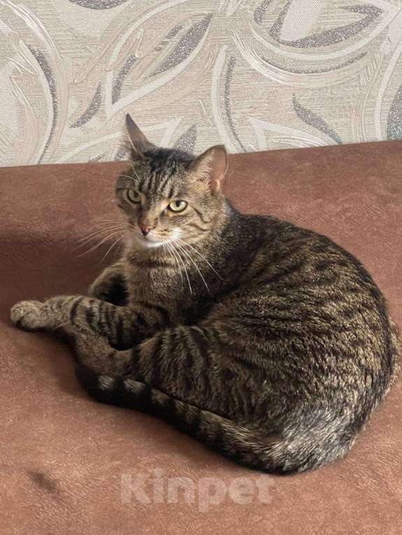 Кошки в Ульяновске: Отдам в добрый руки, двух милых мальчиков) Мальчик, 100 руб. - фото 4