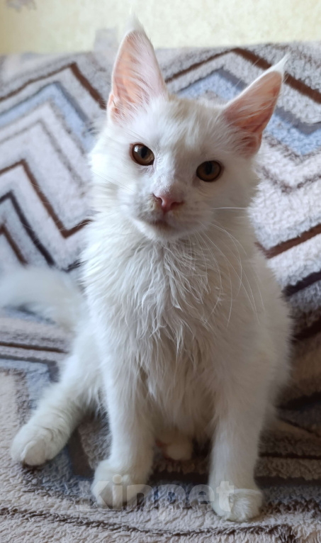 Кошки в Санкт-Петербурге: Белая девочка Девочка, 30 000 руб. - фото 1