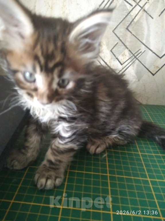 Кошки в Уфе: Котята мейн кун Разнополые, Бесплатно - фото 2