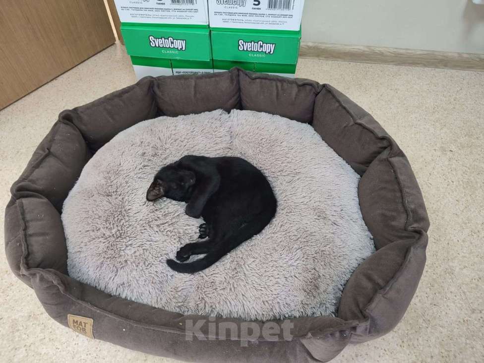 Кошки в Москве: Яша Мальчик, Бесплатно - фото 3