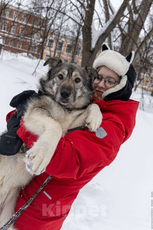 Собаки в других городах Пермского края: Сладкая Папайя в добрые руки Девочка, Бесплатно - фото 5