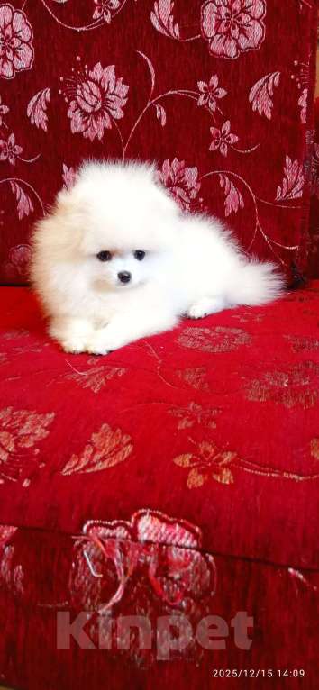 Собаки в Москве: Белая помераночка с короткой мордочкой и отличной шерстью Девочка, 70 000 руб. - фото 2